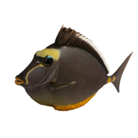 Autocollant Animaux Domestique Poisson 2