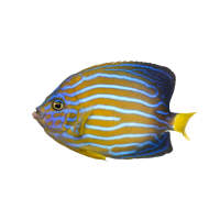 Autocollant Animaux Domestique Poisson 3