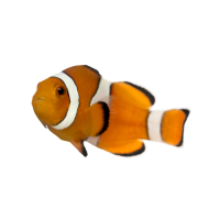 Autocollant Animaux Domestique Poisson 4