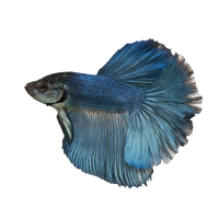 Autocollant Animaux Domestique Poisson 5