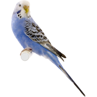 Autocollant Animaux Oiseau 3