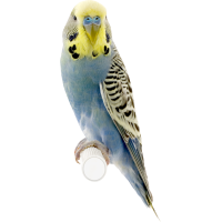 Autocollant Animaux Oiseau 4