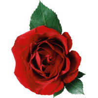 Autocollant Divers Fleur Rose 1