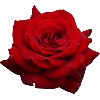 Autocollant Divers Fleur Rose 2