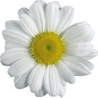 Autocollant Divers Fleur Maguerite