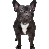 Autocollant Animaux Domestique Chien Bouledogue 2 1