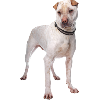 Autocollant Animaux Domestique Chien Cordou