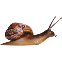 Autocollant Animaux Escargot