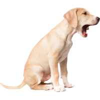 Autocollant Animaux Chien Baille