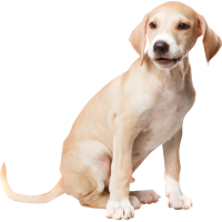 Autocollant Animaux Chien Poil Ras