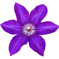Autocollant Divers Fleur Violette