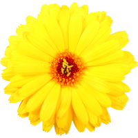 Autocollant Divers Fleur Jaune