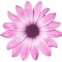 Autocollant Divers Fleur Rose