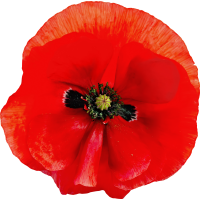 Autocollant Divers Fleur Coquelicot