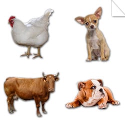 Autocollants Animaux