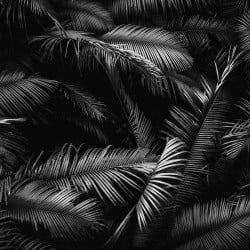 Papier Peint Panoramique Palmier Noir Papier Peint Panoramique Palmier Noir
