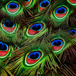 Papier Peint Panoramique Plumes Paon Papier Peint Panoramique Plumes Paon