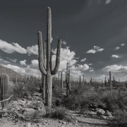 Papier Peint Panoramique Cactus Noir et Blanc 2