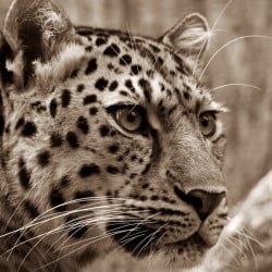 Papier Peint Panoramique Léopard 2