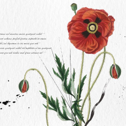 Papier Peint Panoramique Fleurs Coquelicots