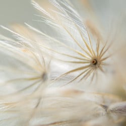 Papier Peint Panoramique Fleurs Séchées 2 Papier Peint Panoramique Fleurs Séchées 2