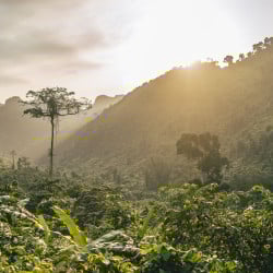 Papier Peint Panoramique Jungle Foret Horizon Papier Peint Panoramique Jungle Foret Horizon