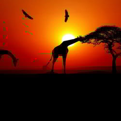 Papier Peint Panoramique Savane Couché de Soleil Girafes Papier Peint Panoramique Savane Couché de Soleil Girafes