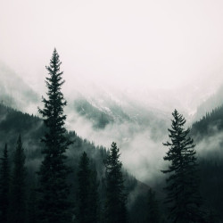 Papier Peint Panoramique Foret Brumeuse 2