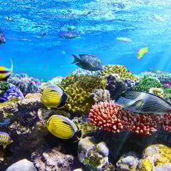 Papier Peint Panoramique Aquarium Océan Poissons