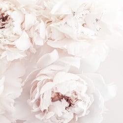 Papier Peint Panoramique Pivoine