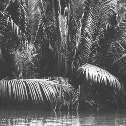 Papier Peint Panoramique Jungle Noir et Blanc 3