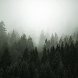 Papier Peint Panoramique Foret Brumeuse 3