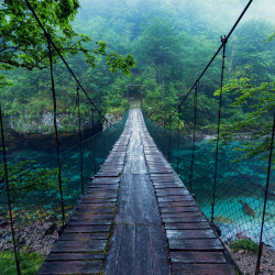 Papier Peint Panoramique Pont Jungle