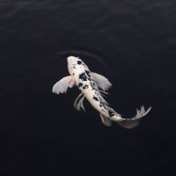 Papier Peint Panoramique Poisson Carpe Koï