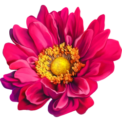 Autocollants Fleur Rose