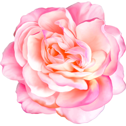 Autocollants Fleur Rose 1