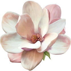 Autocollants Fleur Blanche