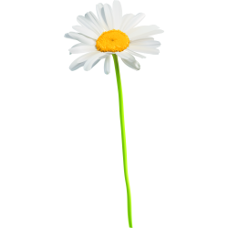 Autocollants Fleur Marguerite