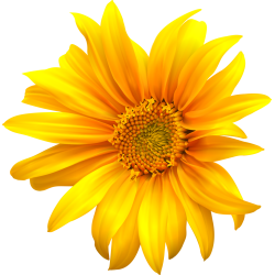 Autocollants Fleur Tournesol