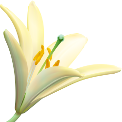 Autocollants Fleur Blanc