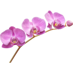 Autocollants Fleur Violette