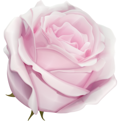 Autocollants Fleur Rose Rose