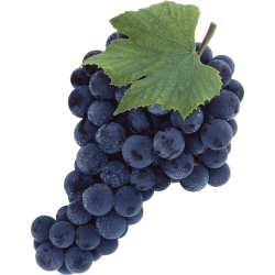 Autocollant Alimentation Fruit Raisins 3