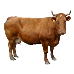 Autocollant Animaux Ferme Vache 1