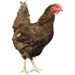 Autocollant Animaux Ferme Poule 1