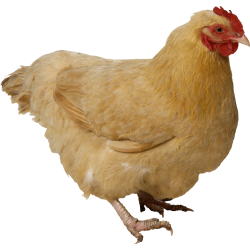 Autocollant Animaux Ferme Poule 2