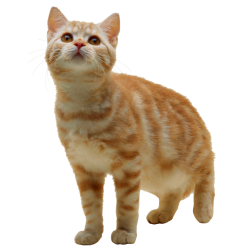 Autocollant Animaux Domestique Chat 1