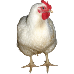 Autocollant Animaux Ferme Poule 3