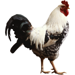 Autocollant Animaux Ferme Coq 1