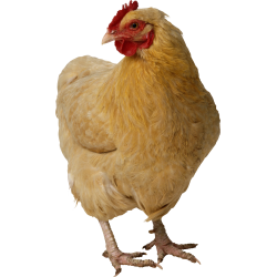 Autocollant Animaux Ferme Poule 4